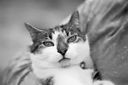 I put pictures of my cats on the internet.