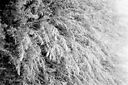 
								An image called d_26_31_800.jpg