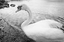 Male mute swan.