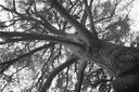 Cambridge Botanical Gardens have some impressive trees.
