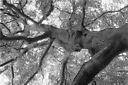 Tree again.