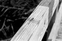 Dragonfly.