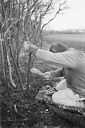 Pleaching at Dray's Ditches